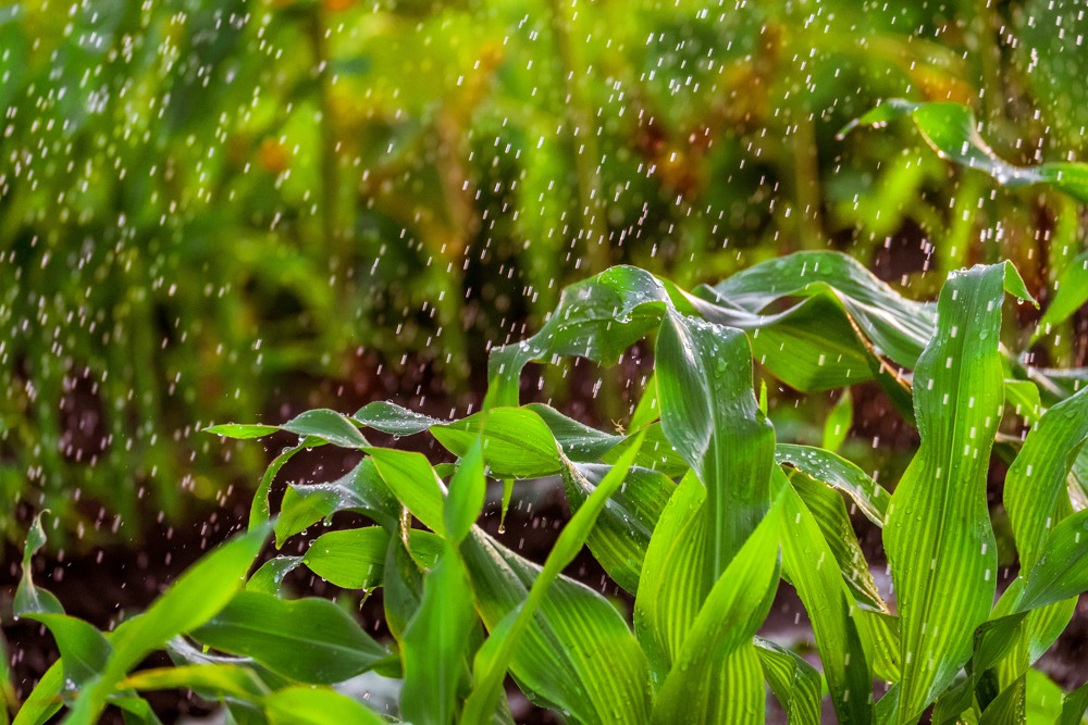 The rain Corn